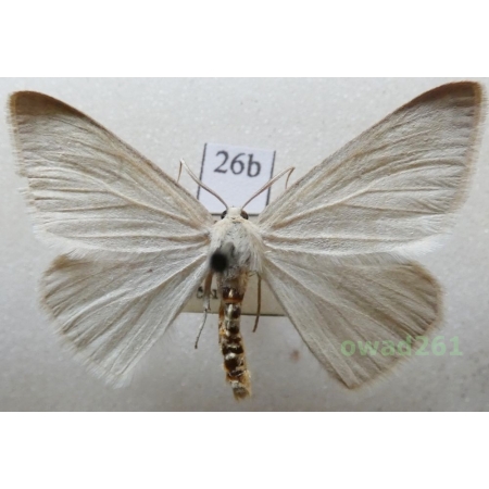 Pseudoterpna pruinata (Hufnagel, 1767) Czech26b